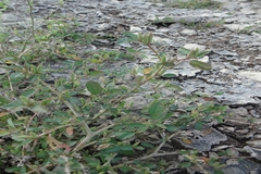 Corchorus fascicularis